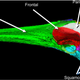 Illustration for article titled A Baleen Whale Skull Conducts Sound Like An Acoustic Antenna